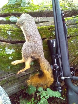 squirrel on log (1).jpg