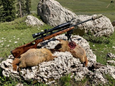 17 Hornet - Big Horns WY.jpg