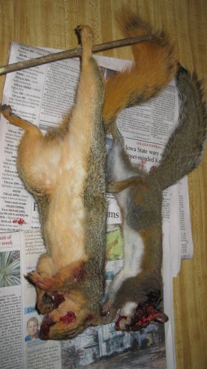 459802875_8514105305295610_1008021574453831501_n two dead squirrels HMR.jpg